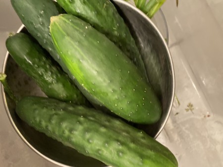 The cucumbers have arrived in my garden!