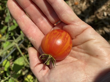 I'll miss you so, tomato garden